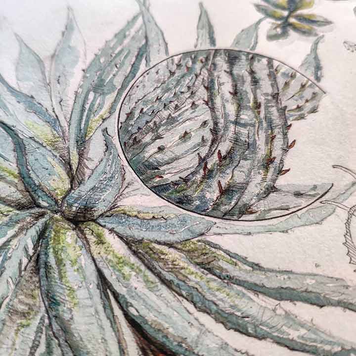 Illustrated close-up of an Aloe from Madagascar