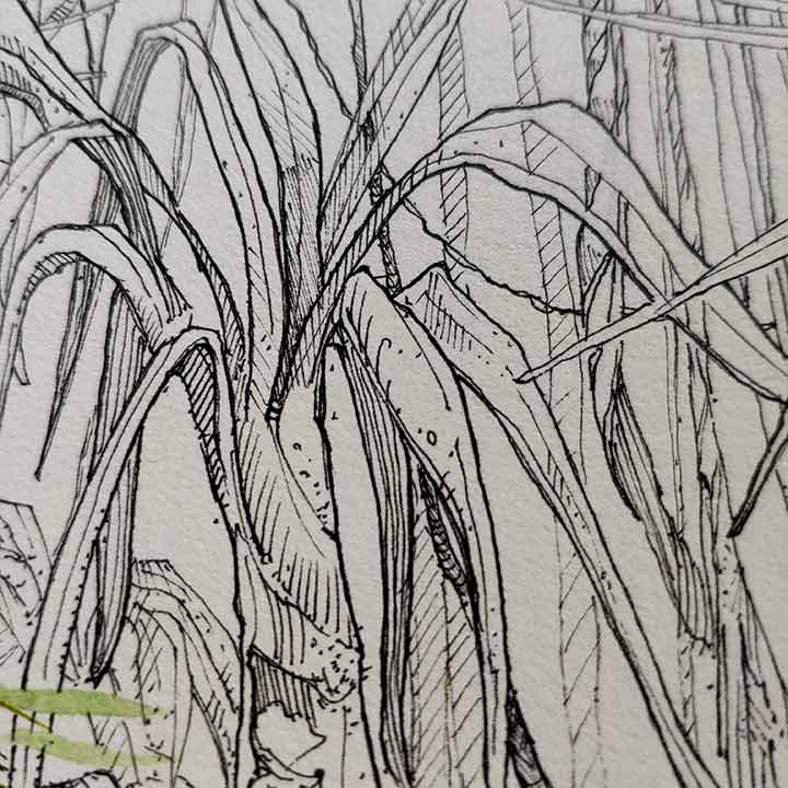 Close-up drawing of jungle vegetation